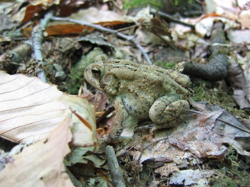 American Toad