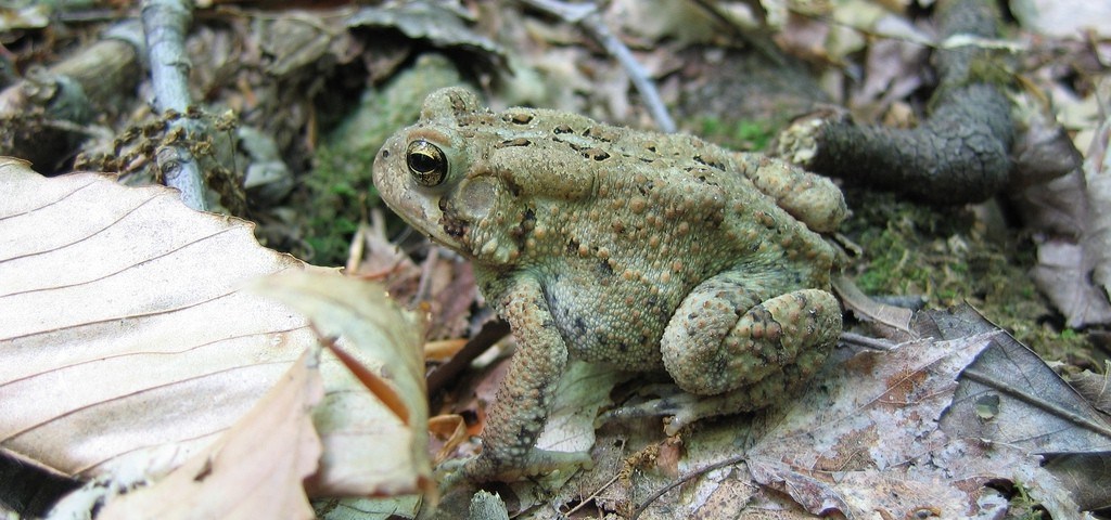 American Toad