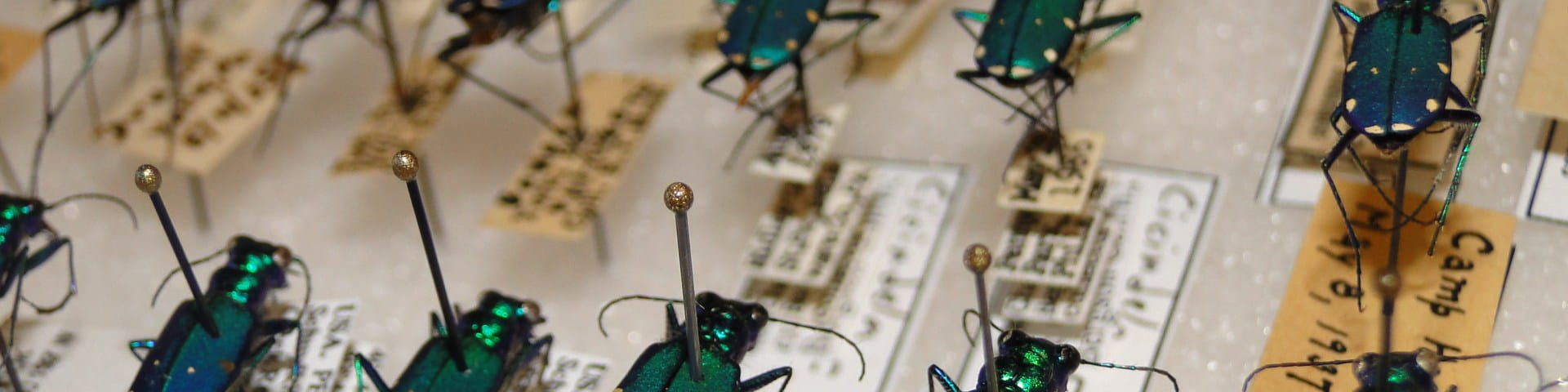 six-spotted tiger beetles from ANS collection
