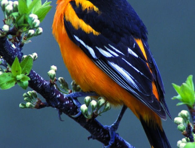 a bird with black and white wings and an orange body on perched on a tree branch