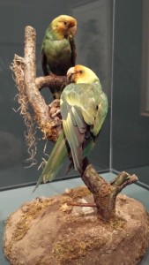 Audubon mounted these now-extinct Carolina parakeets so he could draw them true to life.