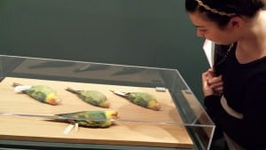 The Academy's Audubon Carolina parakeet specimens currently on display at the Philadelphia Museum of Art.