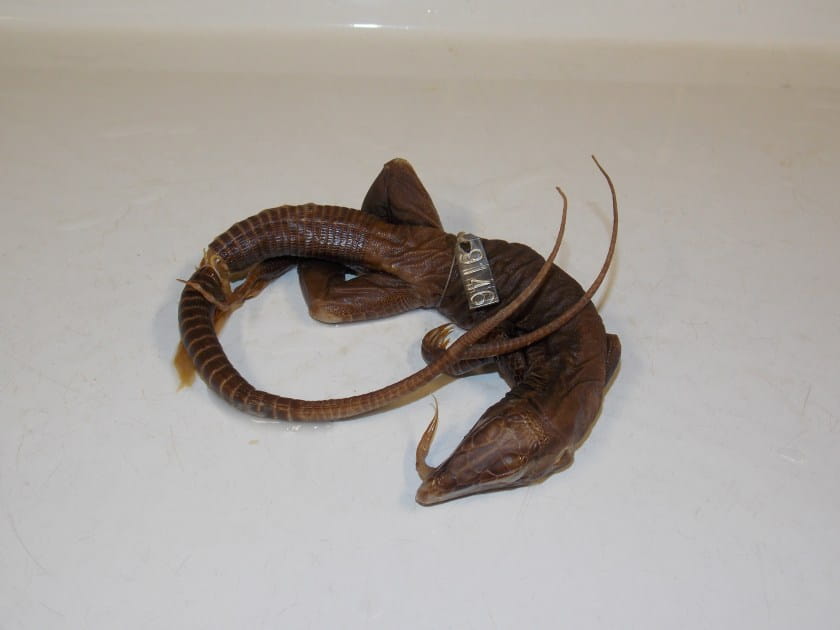 The giant ameiva with a bifurcated tail. Photo by Ned Gilmore/ANS