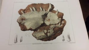 A lithograph of the fossil from around the time it originally made its way to the Academy’s collection.