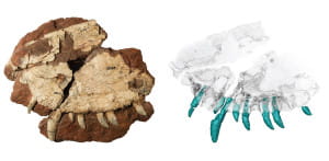 The Dimetrodon fossil, left, with the CT scan of it used by the Canadian research team. Photo courtesy Kirsten Brink.