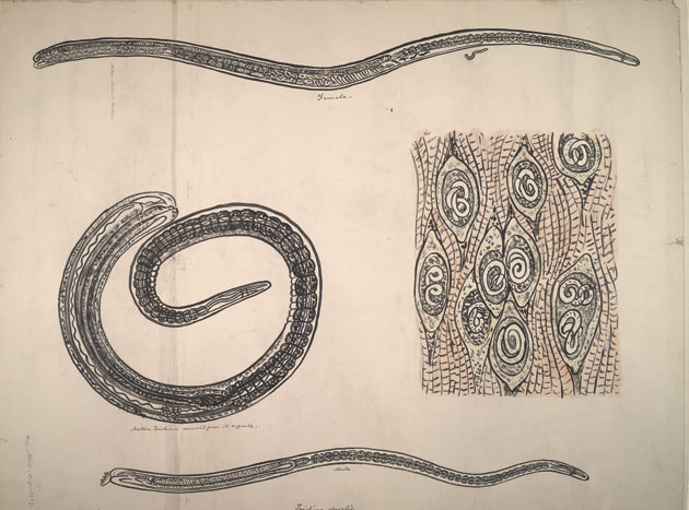 Archival Illustration