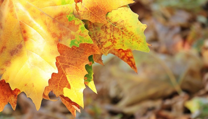 edges of yellow and orange autumn leaves