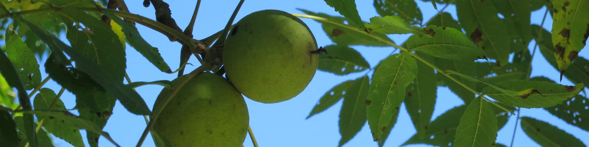 Black walnut leaves against sky