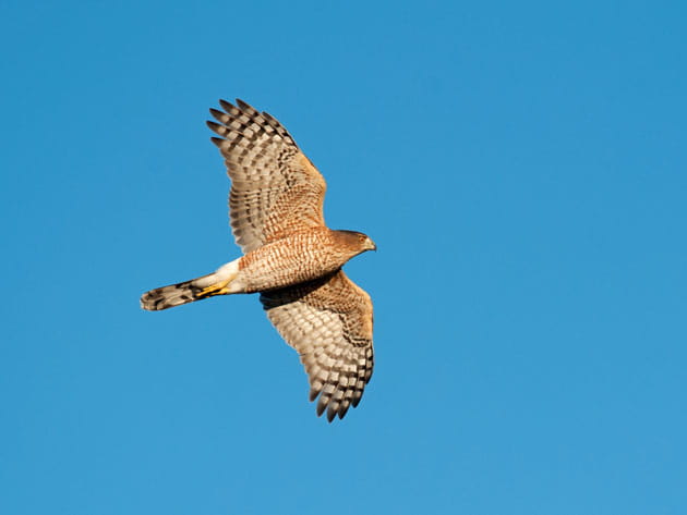 Cooper's Hawk