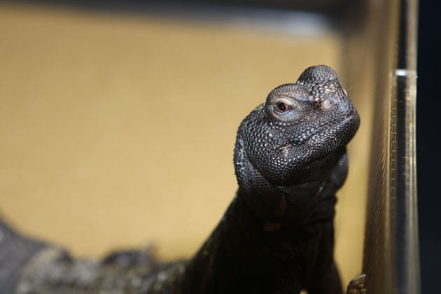 Spiny-tailed Lizard