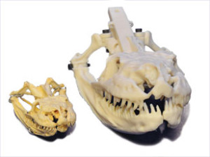 Two skull models