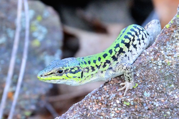 Italian Wall Lizard