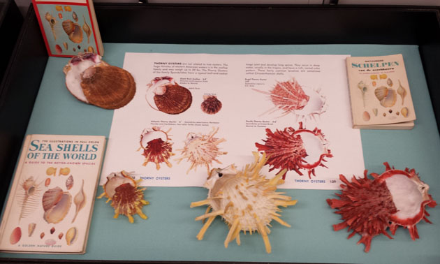 Academy shells and their  Golden Guides.