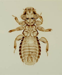 Myrsidea sp