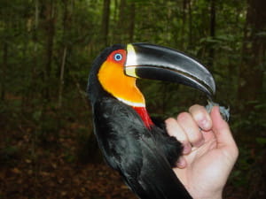 Ramphastos vitellinus ariel-