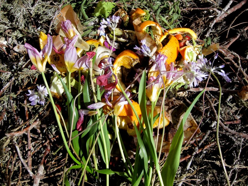 Compost, featuring orange peels and pink flowers