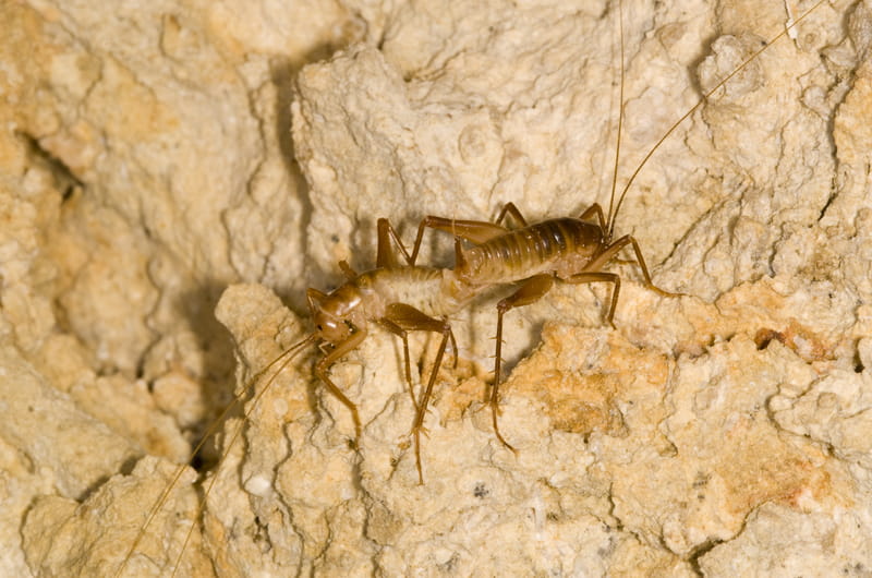 A pair of Ceuthophilus crickets