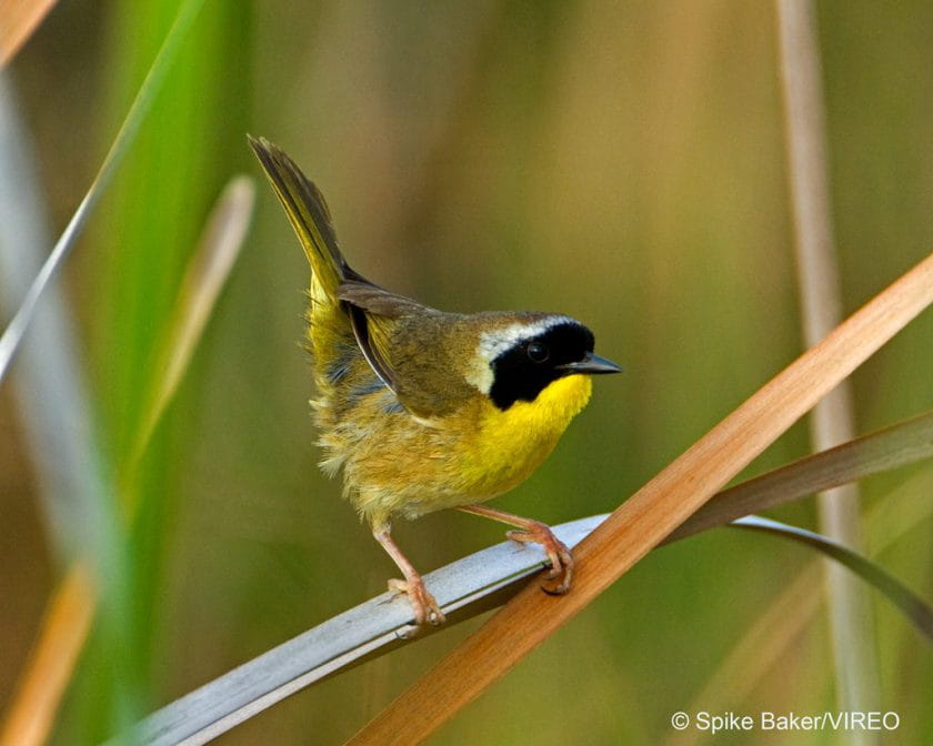 Common Yellowthroat