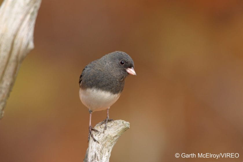Dark-eyed Junco m50-1-126