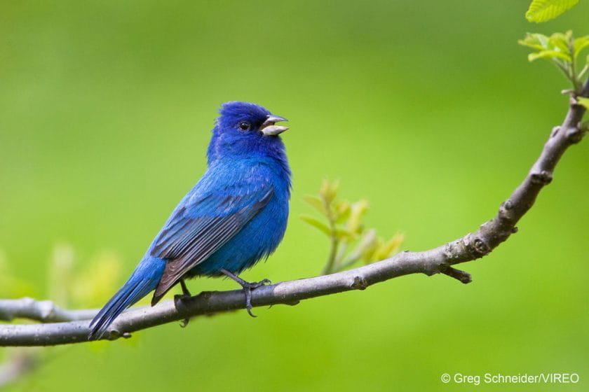 Indigo Bunting s82-1-005