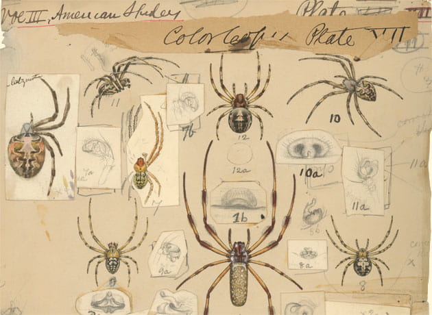Henry McCook Spider Drawing