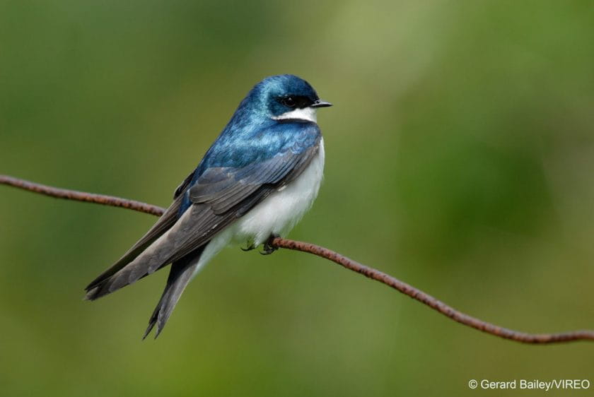 Tree Swallow b40-23-008