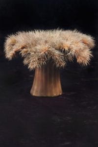 The Blaschkas' glass specimens are extremely fragile and have been carefully preserved.