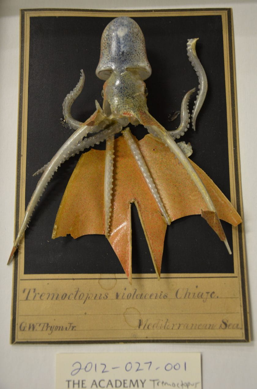 The Blaschkas' glass specimens were purchased by preeminent Academy naturalist, Joseph Leidy.
