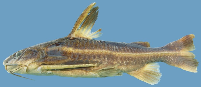 Here's a lateral view of the Platydoras, a genus of the thorny catfish. Arce Hernandez first became acquainted with this fish while working on her thesis in the Amazon.