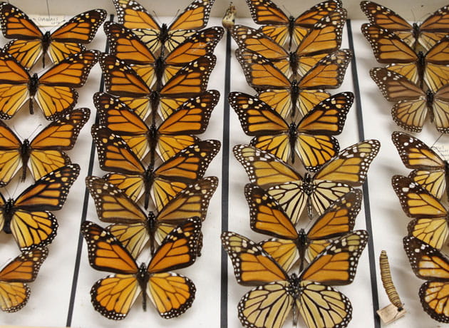 Monarch Butterflies