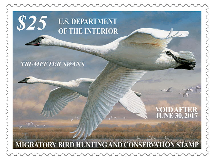 Trumpeter Swans are depicted on this year's Duck Stamp.