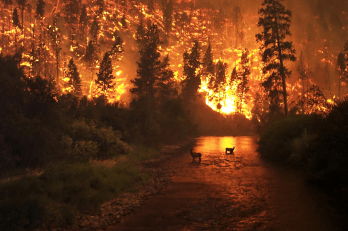 California has particularly been devastated by wildfires.
