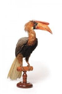 The birds, while preserved, are highly toxic, and must be handled with care.