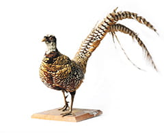 The birds will be displayed until August 22.