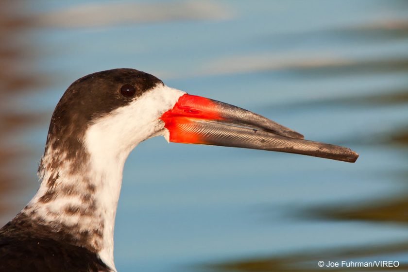 Black Skimmer Santa Barbara Co., CA January 2009