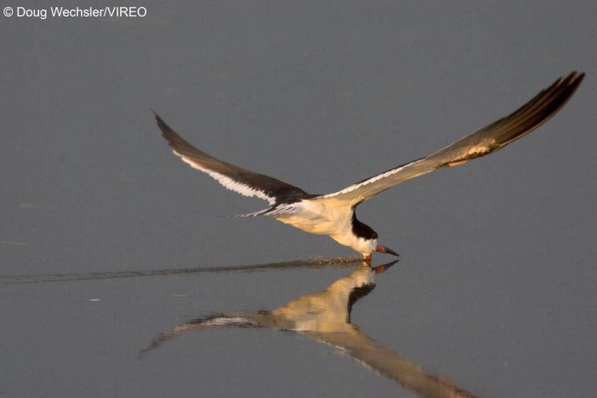 Black Skimmer Rynchops niger foraging in saltmarsh NJ,, Delaware Bay _F2B2700