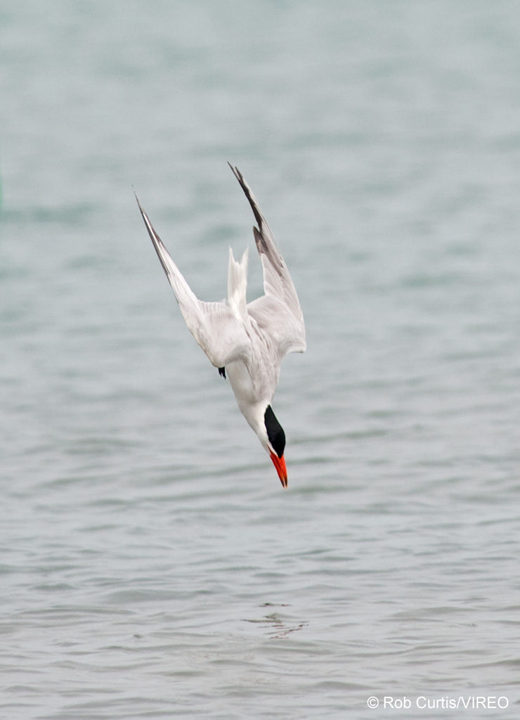 CASPIAN TERN Sterna caspia