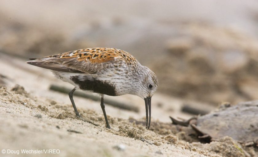Dunlin feeding on horseshoe crab eggs Calidris alpina NJ, Delaware Bay