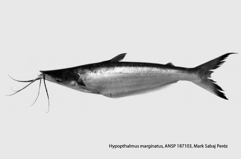 CATSCAN is used to identify catfish bones.