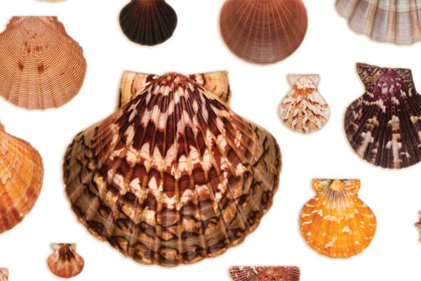 Scallop Shells