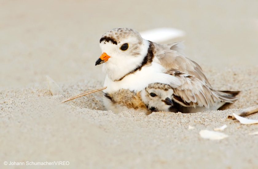Piping Plover. Charadrius melodus. Gateway NRA, New York, NY. A portrait of piping plover parent and week-old piping plover chick in beach habitat.
