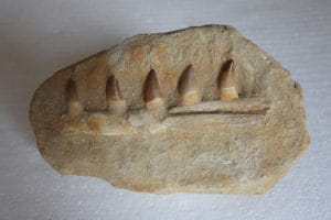 mosasaurteethoriginal