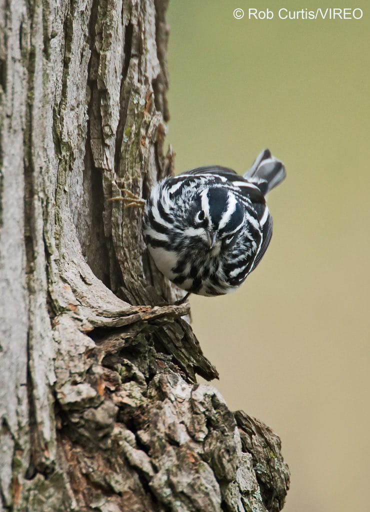 Black-and-white Warbler c22-38-051