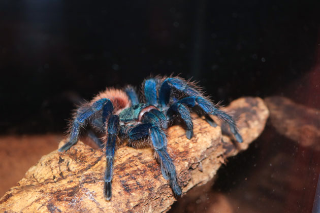 Green Bottle Blue Tarantula