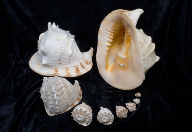 Horned Helmut Shell
