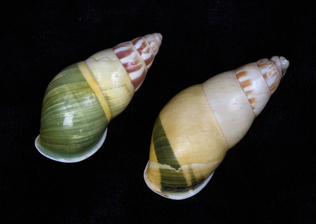 Amphidromus quadrasi