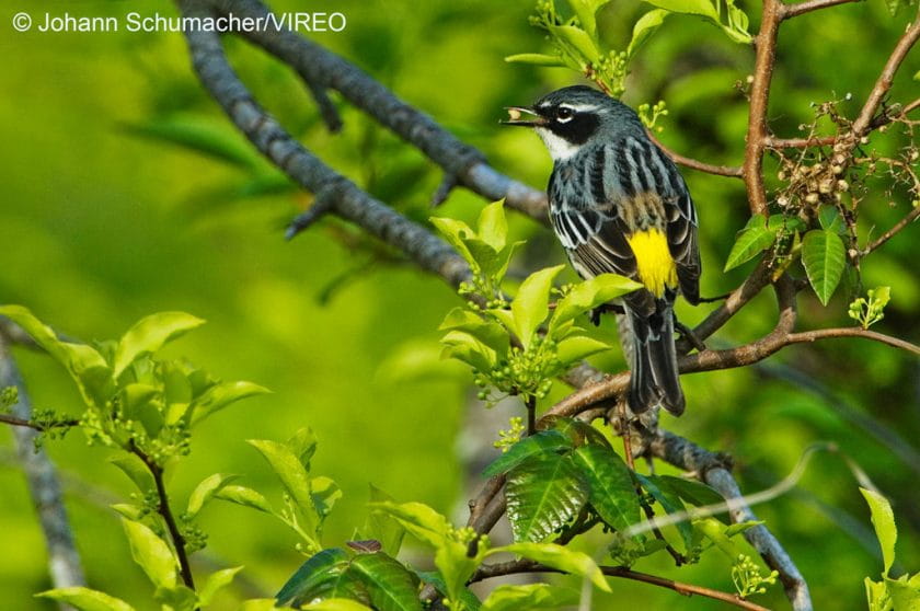 Yellow-rumped warbler. Dendroica coronata. Jamaica Bay, Gateway. A male yellow-rumped warbler feeding on poison ivy berries during spring migration.