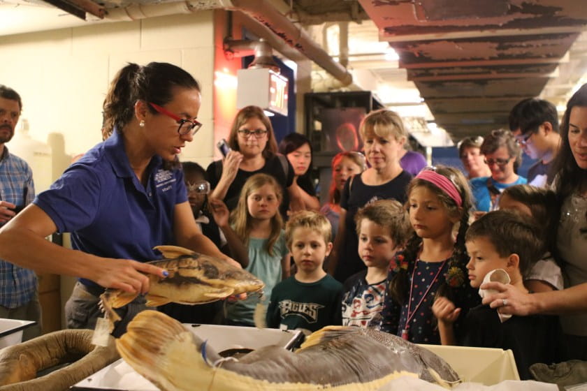 Arce Hernandez's favorite specimens from the Ichthyology Collection include a red-tail catfish, a big stingray, and a big electric eel.