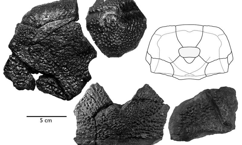 Fossil bones from skull of Bothriolepis rex