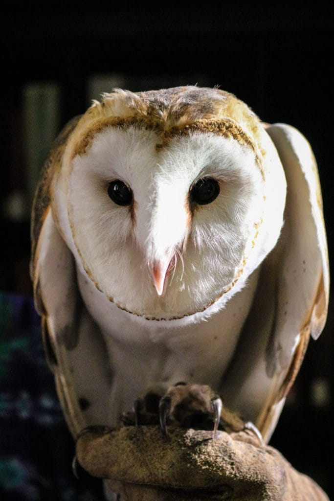 Meet the Academy's fantastical beasts.